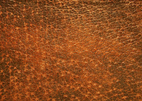 ������Ӱ����Ƥ��