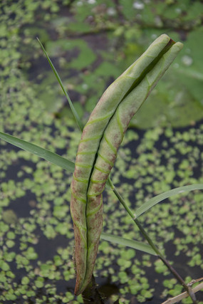 ��Ҷ����