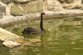 �����ζ��ĺ����