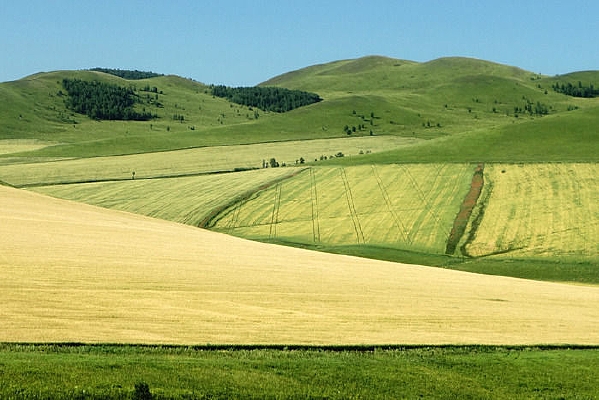 ���ױ�����Ұ