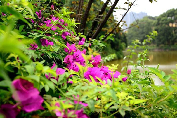 �����޺�