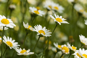 �������ջ�