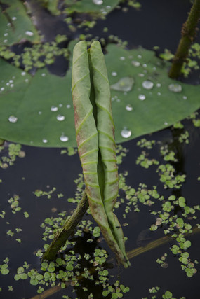 ������Ҷ