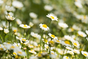 �ֲ����ջ�