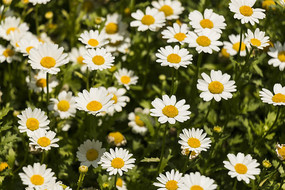 �ֲ��ջ���