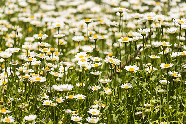 ����Զ��