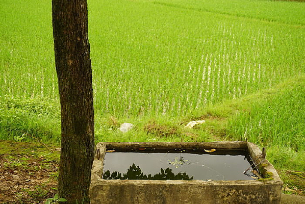 ��ɫ����Ұ