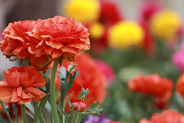 �����ĺ�ɫĵ����