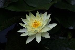 ��������ͼƬ