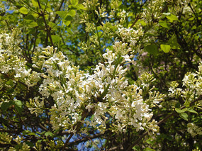 ������֦