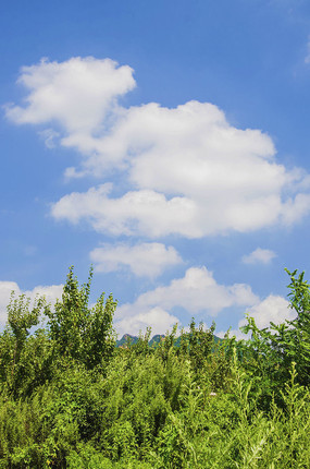 ǧɽ�Դ�µ���ľ�������