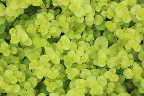 ���ɫ��Ҷ�����ز�