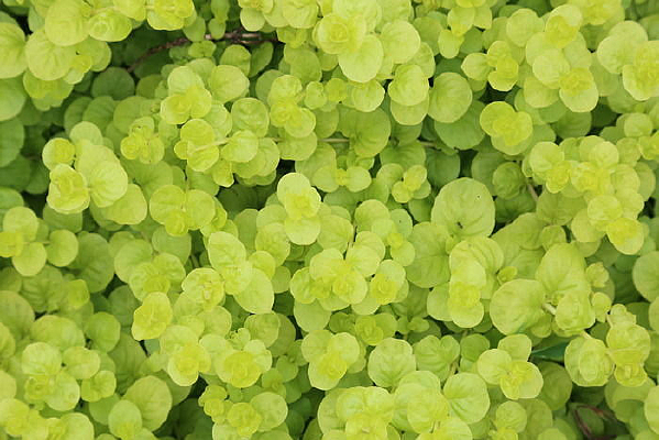 �̻Ʊ����ز�