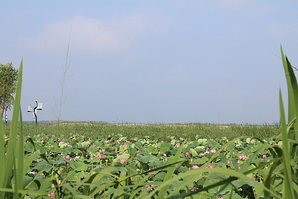 һƬ�ɻ�����·��