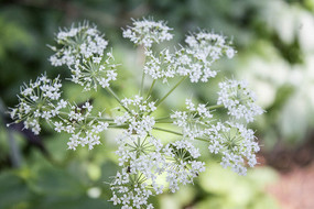 һ���ɫ�����㻨��