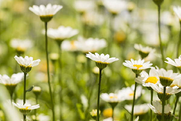 Զ���ջ���