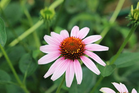 ���ŵķ�ɫ����