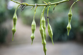 ֦ͷ��һ������