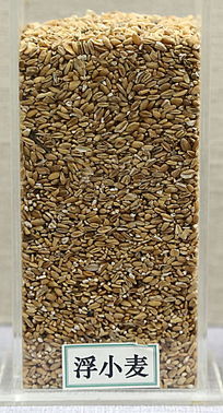 ��ҩ�ĸ�С��