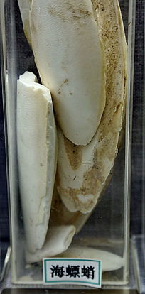 ��ҩ�ĺ����