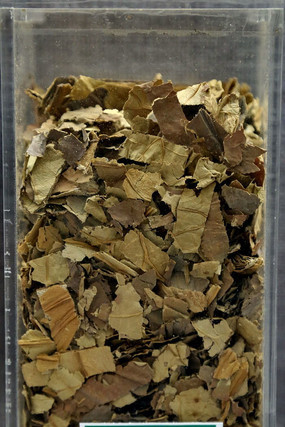 ��ҩ�ĺ�Ҷ˿