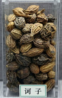 ��ҩ��ڭ��