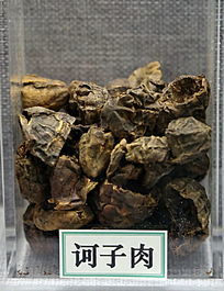 ��ҩ��ڭ����