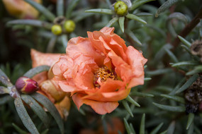 ��ɫ��̫����