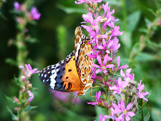 ��ɫ����