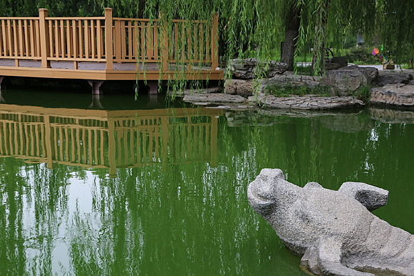 ������Ӱ��ʯ��ˮţ