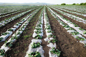 ��Ĥ��ʽ��ֲ�����