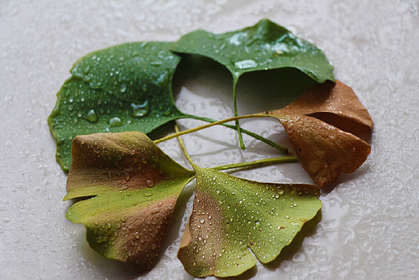 ������ɫ������Ҷ��