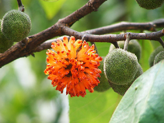 ������ʵ