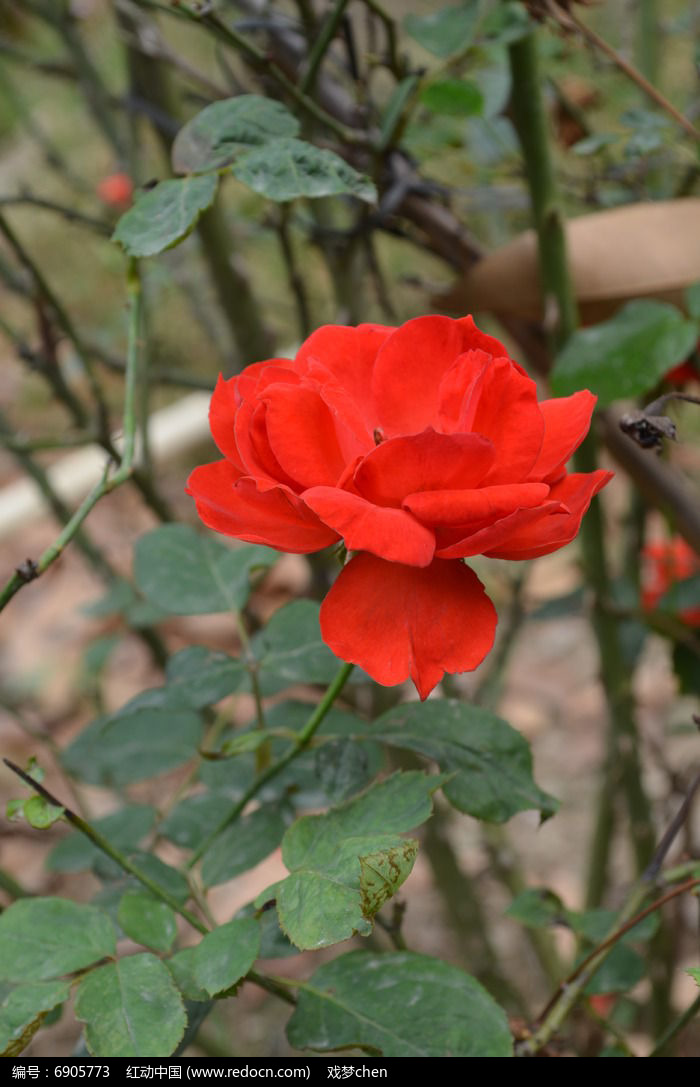 紅色月季花花卉圖片