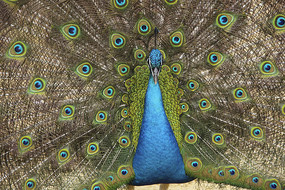 ��ȸ����