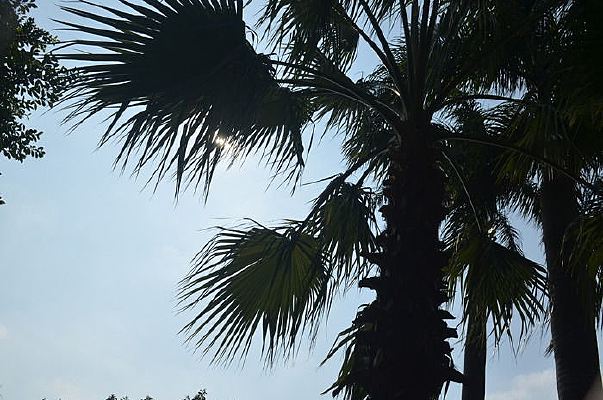 ��������Ҷ���ͼƬ