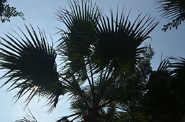 ������Ҷ�Ӽ�Ӱ�羰ͼƬ