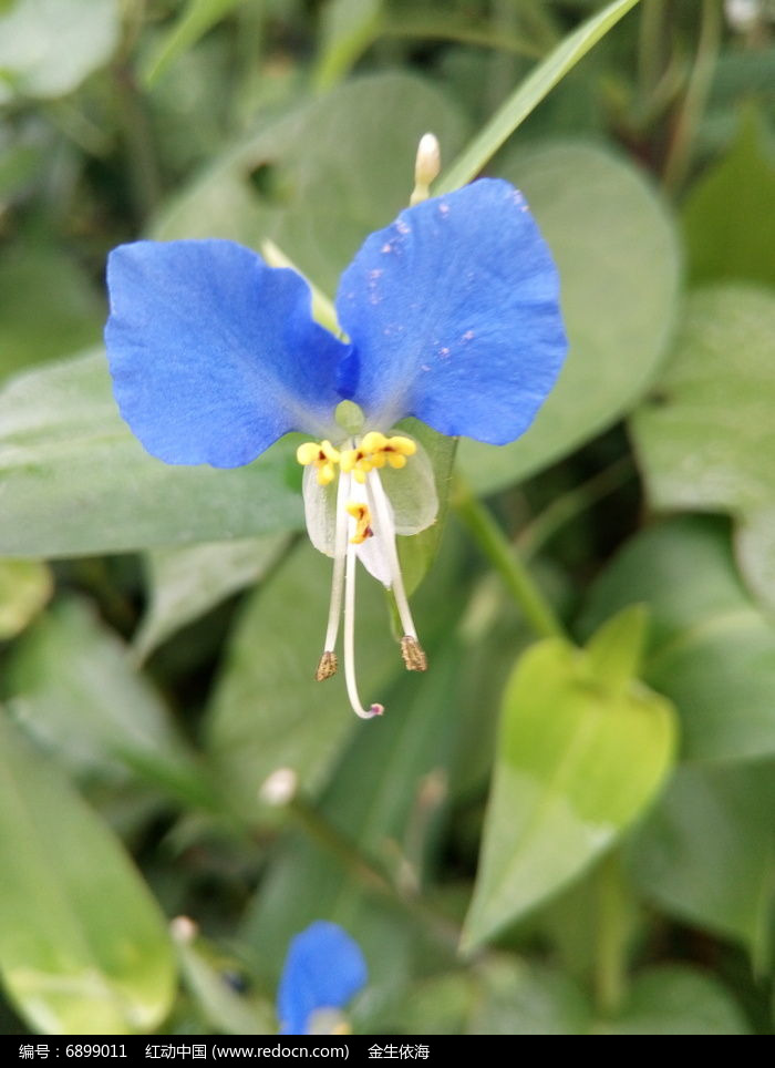 藍色蝴蝶小野花