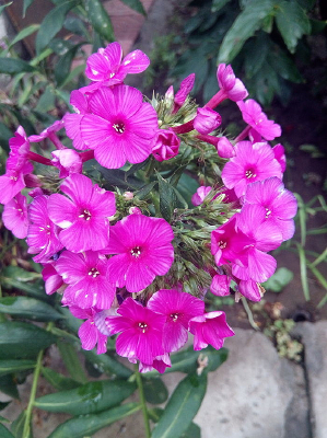 һ��ʢ����ɽ��