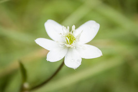 һ�����еİ�ɫС��