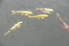 ���ε���