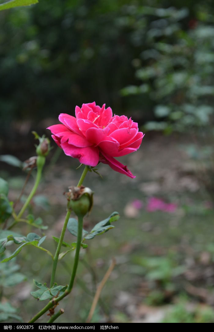 月季花特寫風景圖片