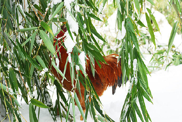 ��Ҷ����ļ�