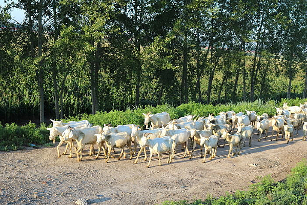 ���������Ⱥ