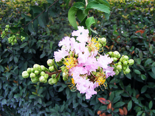 ��ɫ��ޱ��