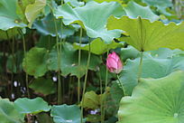 ��Ҷ�µĺɻ�����