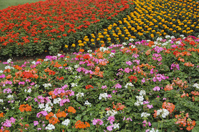 ����԰��չ