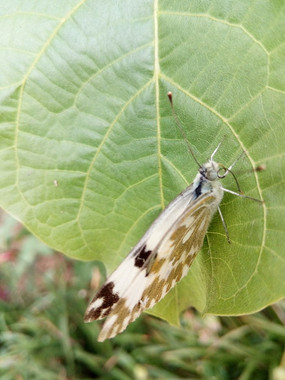 ��ֹ��Ϣ�Ļ�����