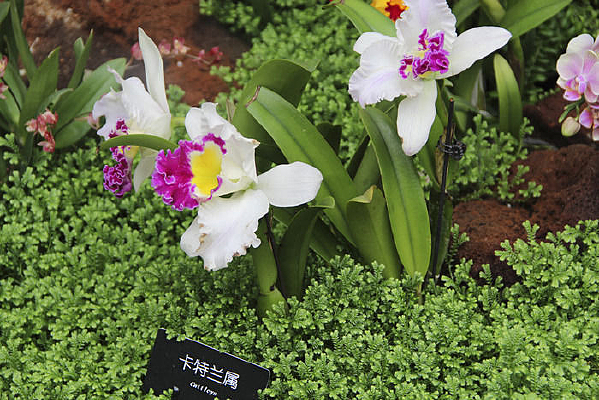 ����ֲ��