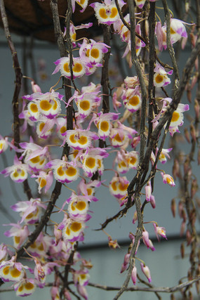 ����֦��